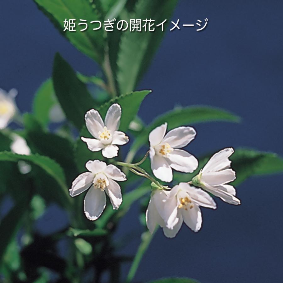 盆栽 屋久島姫うつぎ ヒメウツギ ウツギ 空木 白花 小型の花 小型の葉