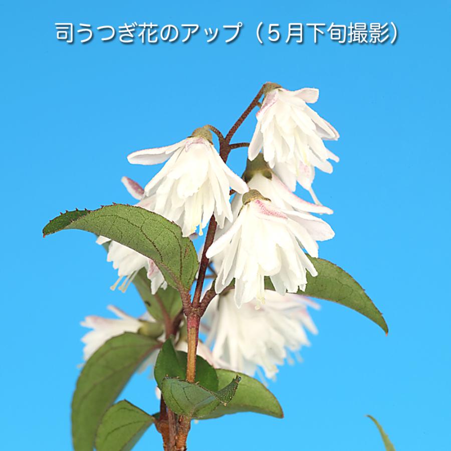 盆栽 司うつぎ ウツギ 空木 さらさうつぎ 更紗空木 八重咲 ミニ盆栽
