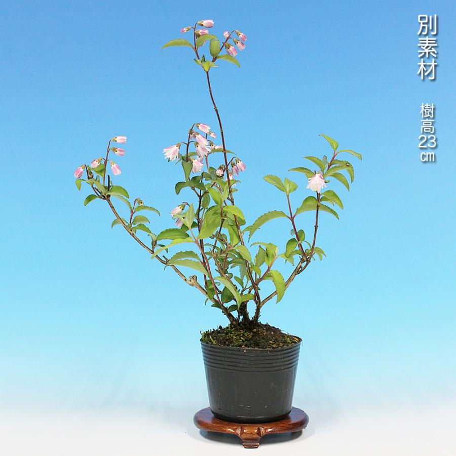 盆栽 司うつぎ ウツギ 空木 さらさうつぎ 更紗空木 八重咲 ミニ盆栽