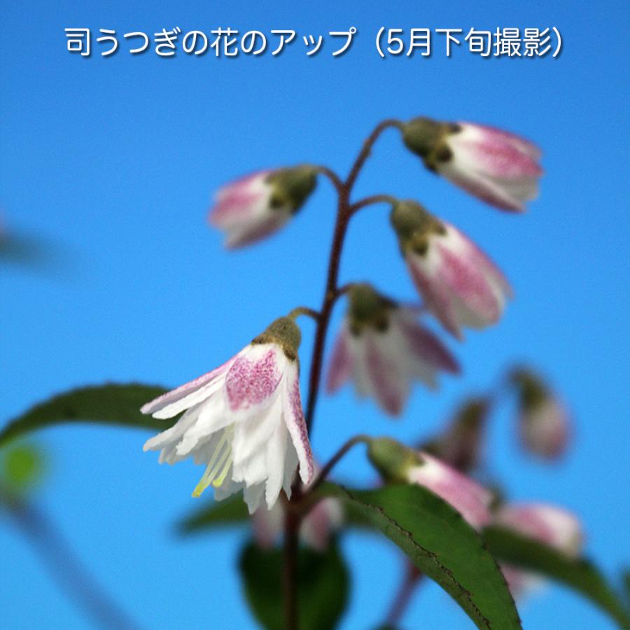 盆栽 司うつぎ ウツギ 空木 さらさうつぎ 更紗空木 八重咲 ミニ盆栽