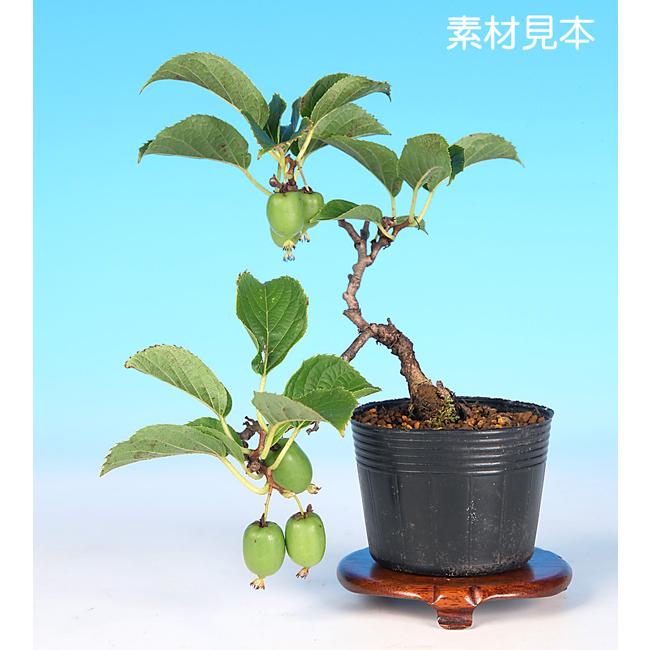 ミニ盆栽 「一才さるなし」 : 盆栽彩都ヤフー店 - 通販 - Yahoo