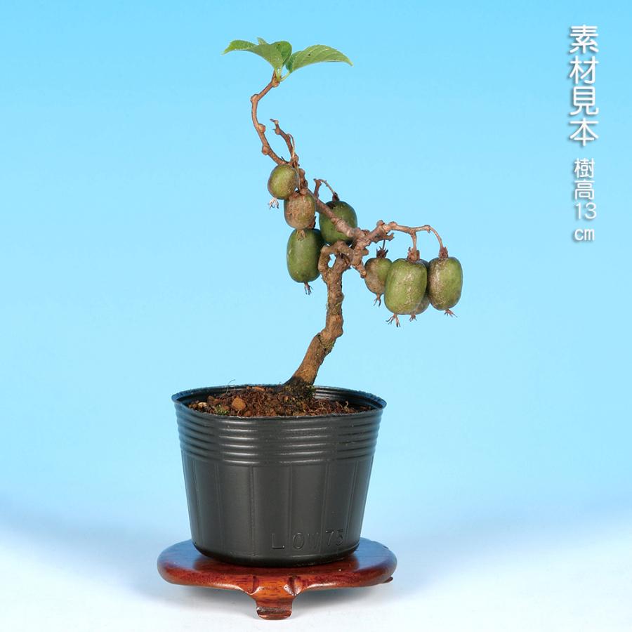 盆栽 一才さるなし サルナシ 猿梨 マタタビ 小品盆栽 ミニ盆栽 実物