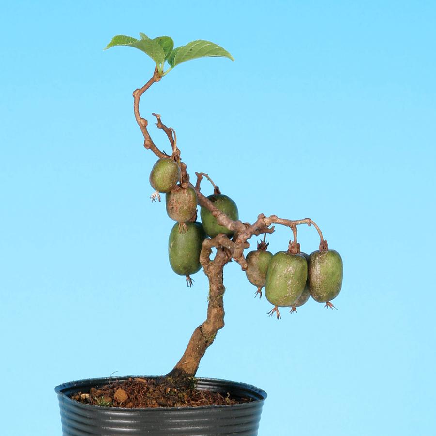 盆栽 サルナシ 樹高鉢底より約40cm 盆栽 サルナシ 樹高鉢底より約40cm