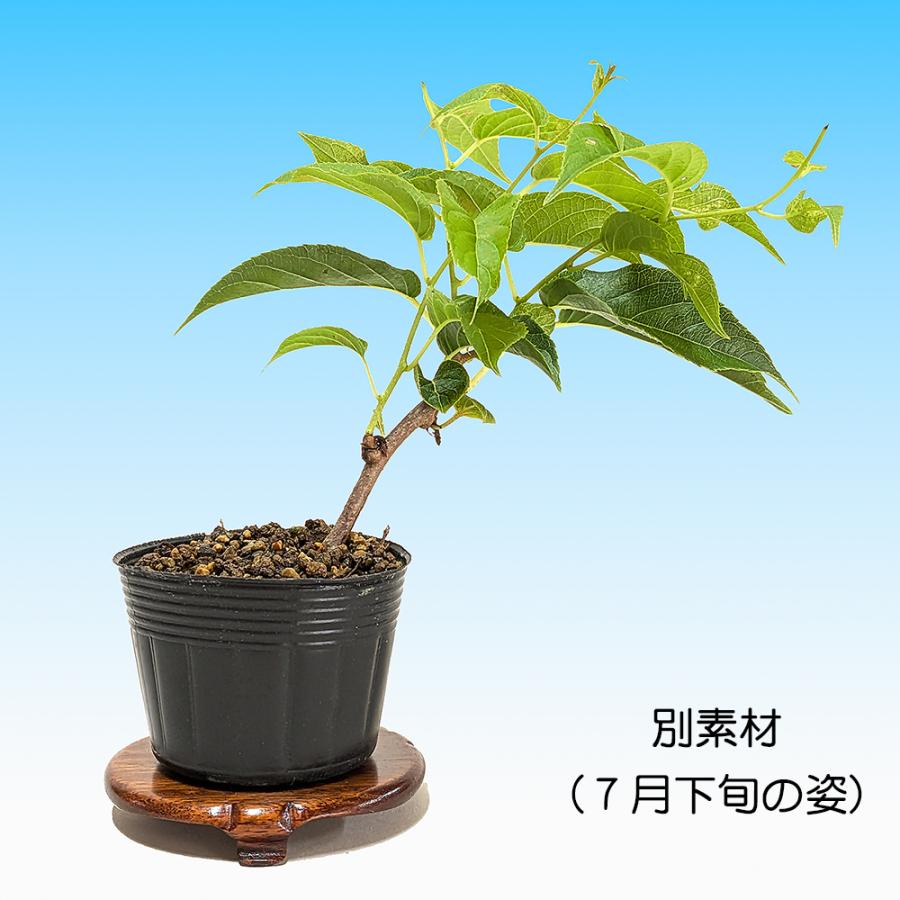 盆栽 一才さるなし サルナシ 猿梨 マタタビ 小品盆栽 ミニ盆栽 実物