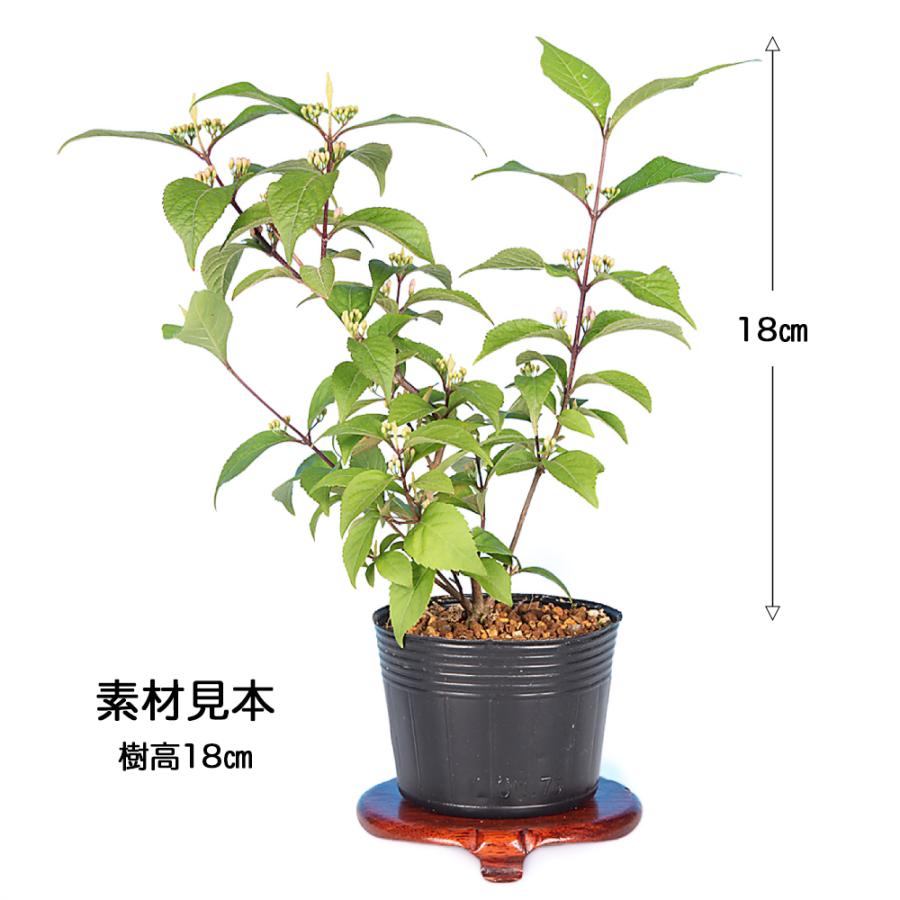 盆栽 小紫式部 挿し木3年生 7.5cmポット 実物盆栽 ムラサキシキブ