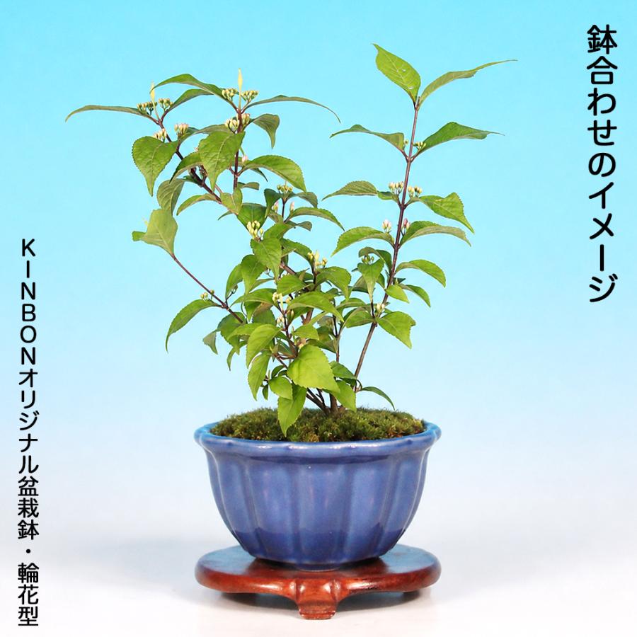 盆栽 小紫式部 挿し木3年生 7.5cmポット 実物盆栽 ムラサキシキブ
