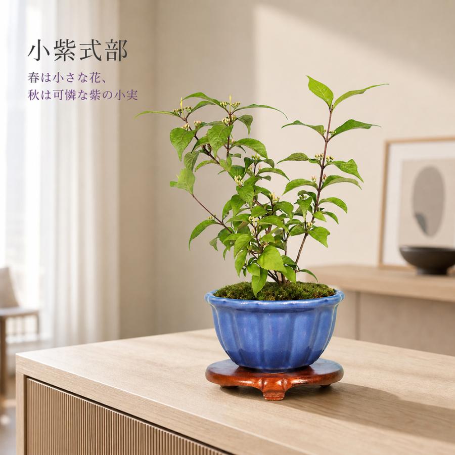 ムラサキシキブ　小品盆栽 盆栽 小紫式部 挿し木3年生 7.5cmポット 実物盆栽 ムラサキシキブ