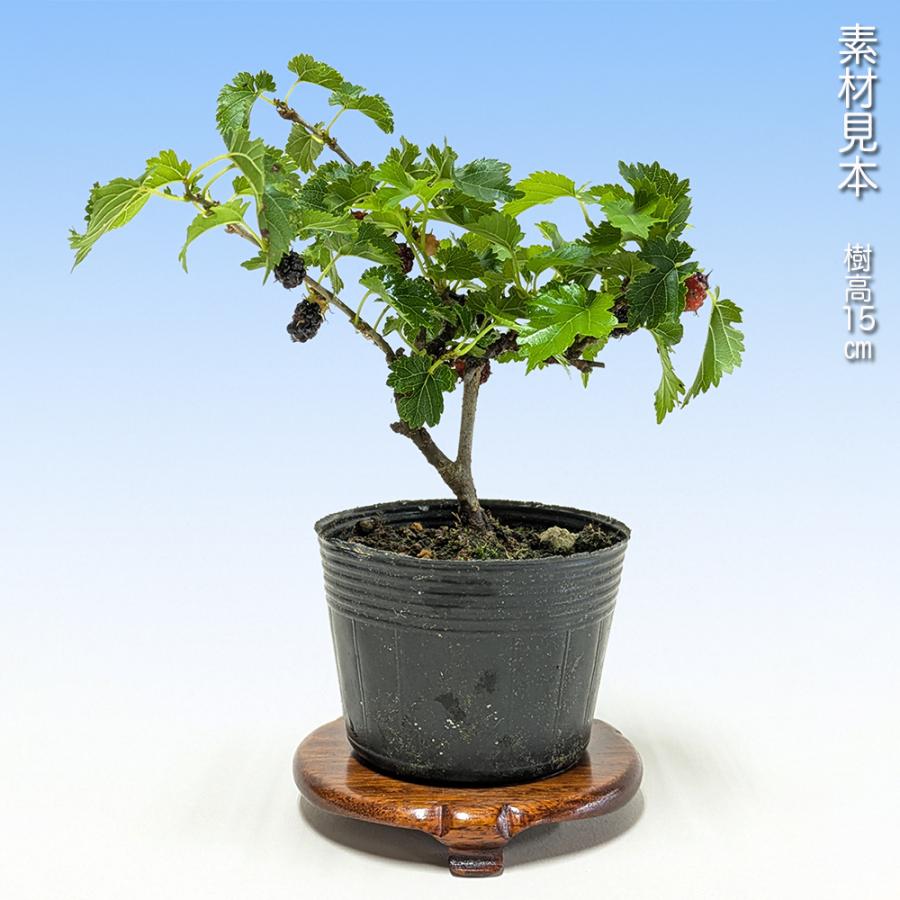 盆栽 一才桑 くわ ワク 丈夫で育てやすい 芽吹きが旺盛 小品盆栽 ミニ