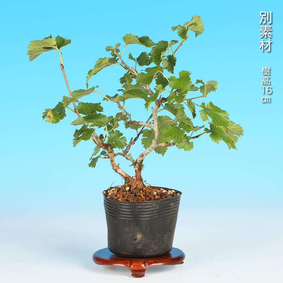 盆栽 一才桑 くわ ワク 丈夫で育てやすい 芽吹きが旺盛 小品盆栽 ミニ