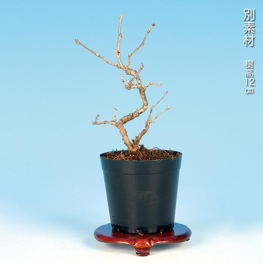 琉球盆栽　希少　島桑　桑　小品盆栽　実物　黎鳳　鉢 盆栽 一才桑 くわ ワク 丈夫で育てやすい 芽吹きが旺盛 小品盆栽 ミニ