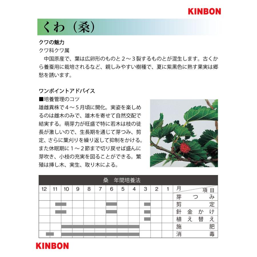 盆栽 一才桑 くわ ワク 丈夫で育てやすい 芽吹きが旺盛 小品盆栽 ミニ
