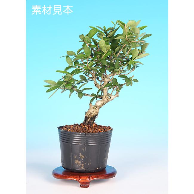 イボタ ミニ盆栽 小品盆栽