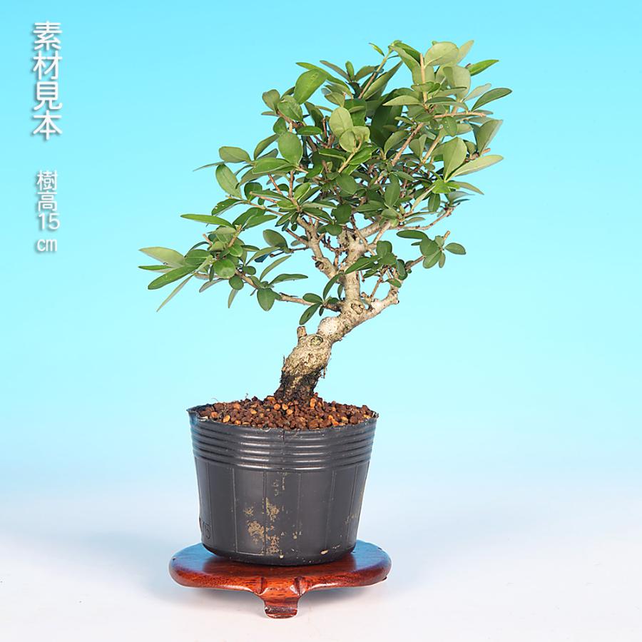 盆栽 荒皮いぼた イボタ 水蝋 小品盆栽 ミニ盆栽 盆栽素材 苗木 実物