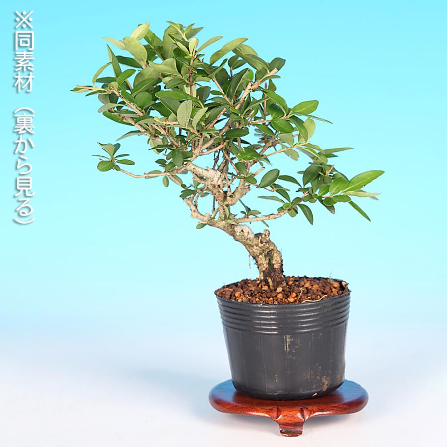 盆栽 荒皮いぼた イボタ 水蝋 小品盆栽 ミニ盆栽 盆栽素材 苗木 実物