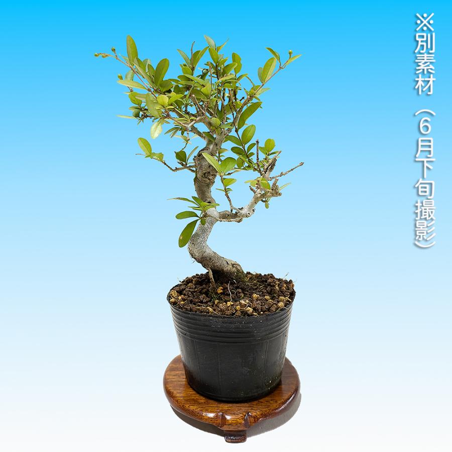 イボタ 水蝋樹 ミニ盆栽 小品盆栽 盆栽 荒皮いぼた イボタ 水蝋 小品盆栽 ミニ盆栽 盆栽素材 苗木 実物