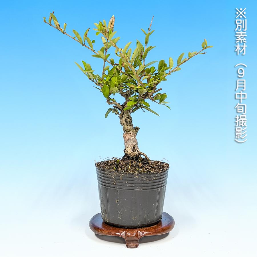 ミニ盆栽。イボタ盆栽。 Amazon.co.jp: イボタ ミニ盆栽【泰寿園 Online】 : DIY・工具・ガーデン