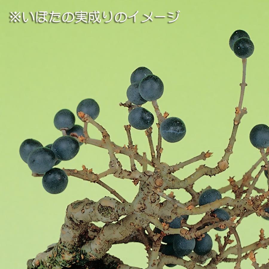 盆栽 荒皮いぼた イボタ 水蝋 小品盆栽 ミニ盆栽 盆栽素材 苗木 実物