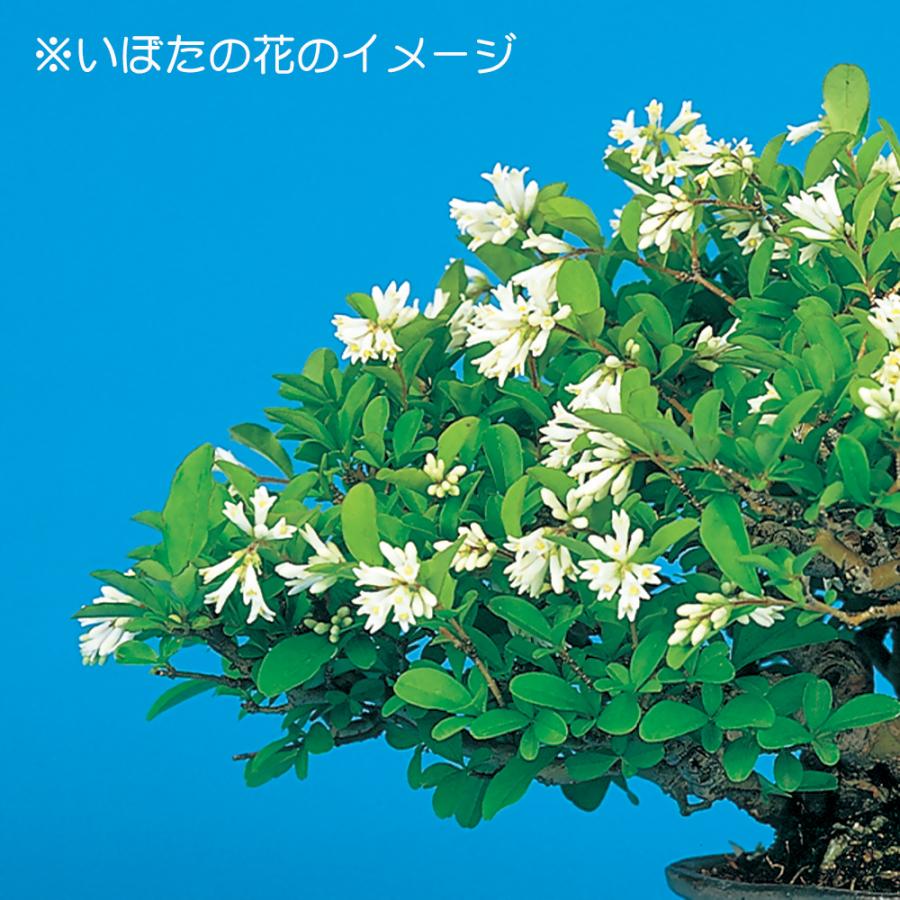 盆栽 荒皮いぼた イボタ 水蝋 小品盆栽 ミニ盆栽 盆栽素材 苗木 実物