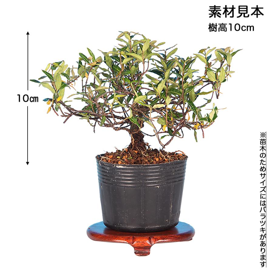 盆栽 縮緬かずら 極小葉性 挿し木6年生 7.5cmポット 小品盆栽 ミニ盆栽