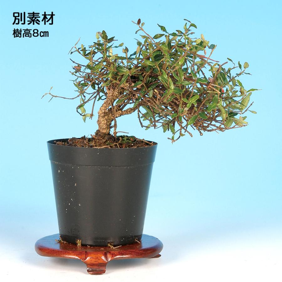 盆栽 縮緬かずら 極小葉性 挿し木6年生 7.5cmポット 小品盆栽 ミニ盆栽