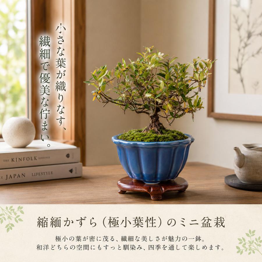 盆栽 縮緬かずら 極小葉性 挿し木6年生 7.5cmポット 小品盆栽 ミニ盆栽