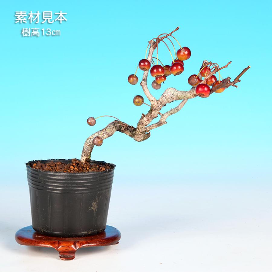 盆栽 鈴成海棠 カイドウ 深山海棠 リンゴ 小品盆栽 ミニ盆栽 盆栽素材