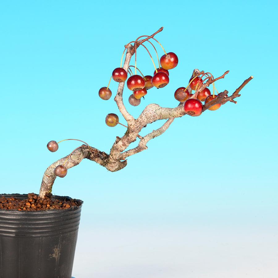 盆栽 鈴成海棠 カイドウ 深山海棠 リンゴ 小品盆栽 ミニ盆栽 盆栽素材