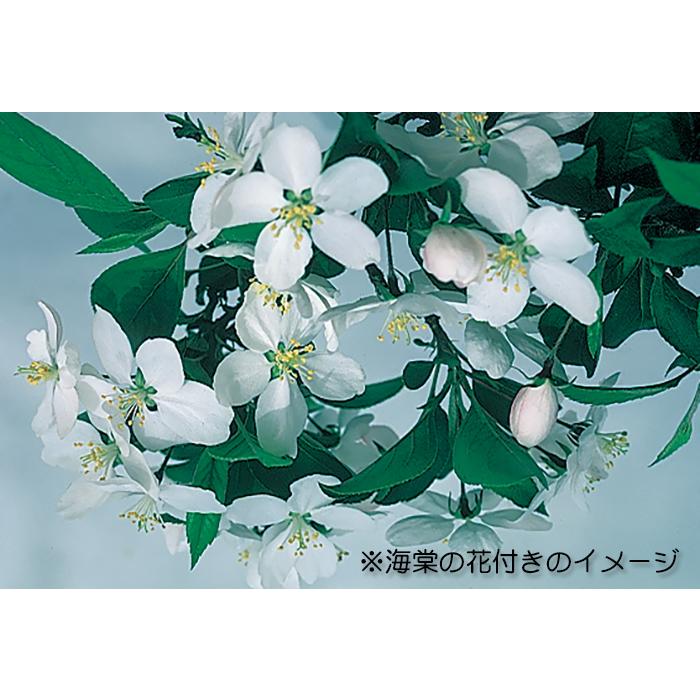 盆栽 鈴成海棠 カイドウ 深山海棠 リンゴ 小品盆栽 ミニ盆栽 盆栽素材