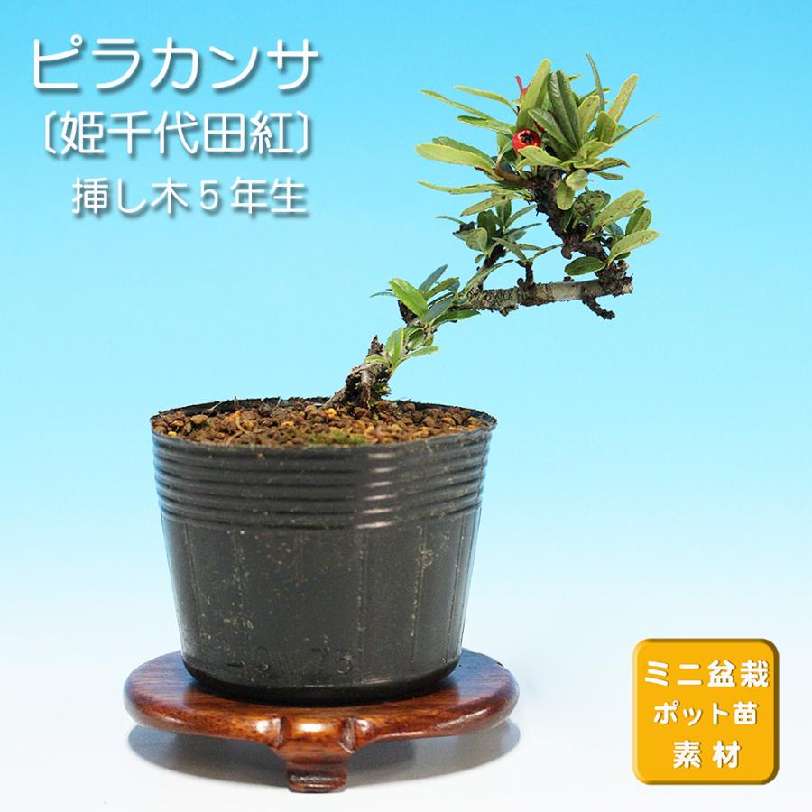 盆栽 ピラカンサ 姫千代田紅 トキワサンザシ 常磐山査子 小品盆栽 ミニ