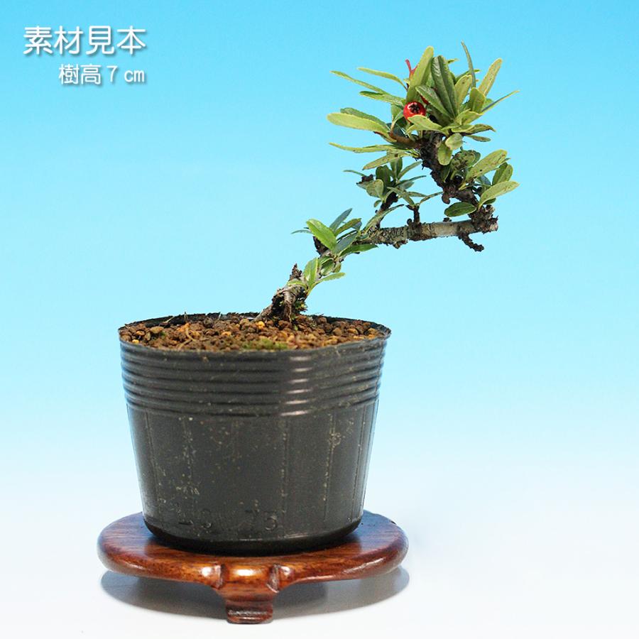 盆栽 ピラカンサ 姫千代田紅 トキワサンザシ 常磐山査子 小品盆栽 ミニ