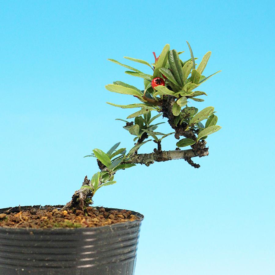 盆栽 ピラカンサ 姫千代田紅 トキワサンザシ 常磐山査子 小品盆栽 ミニ