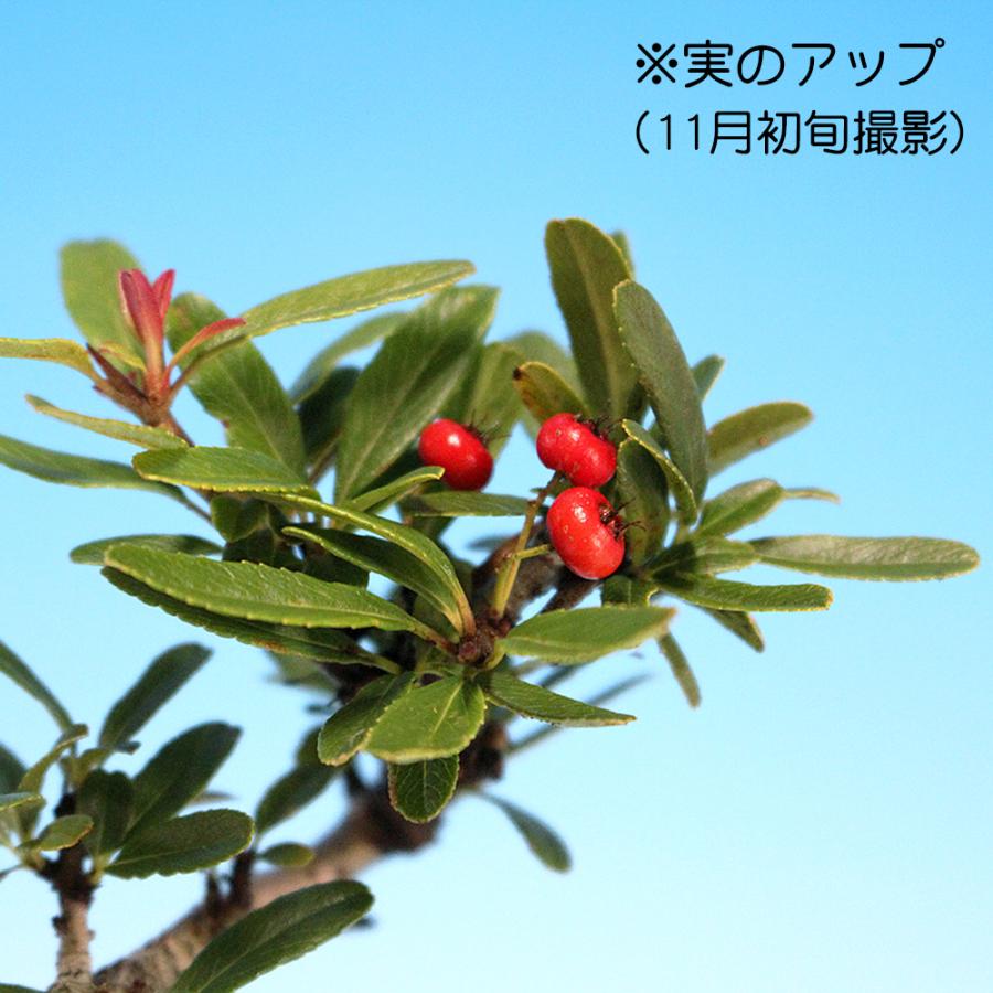 盆栽 ピラカンサ 姫千代田紅 トキワサンザシ 常磐山査子 小品盆栽 ミニ
