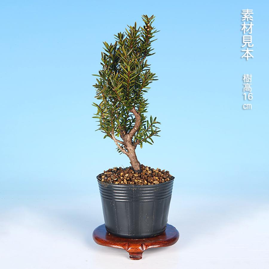 盆栽 一位 八ッ房 小葉性 イチイ 小品盆栽 ミニ盆栽 松柏 盆栽素材