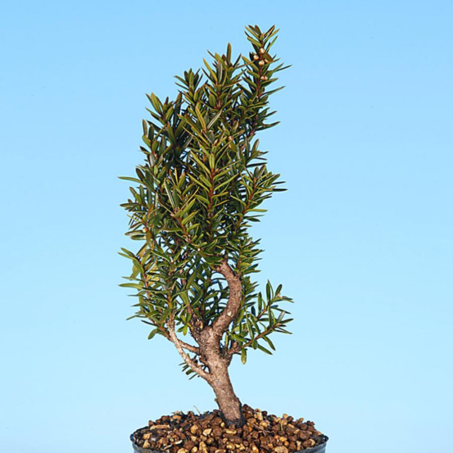 盆栽 一位 八ッ房 小葉性 イチイ 小品盆栽 ミニ盆栽 松柏 盆栽素材