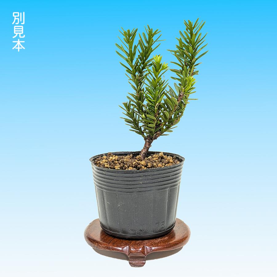 盆栽 一位 八ッ房 小葉性 イチイ 小品盆栽 ミニ盆栽 松柏 盆栽素材