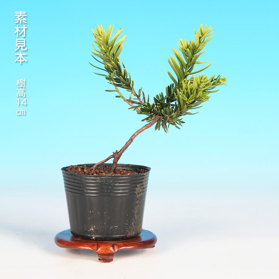 な*ず様 イチイ　貴重な極太素材　小品盆栽 な*ず様 イチイ 貴重な極太素材 小品盆栽 な*ず様 イチイ 貴重な極太
