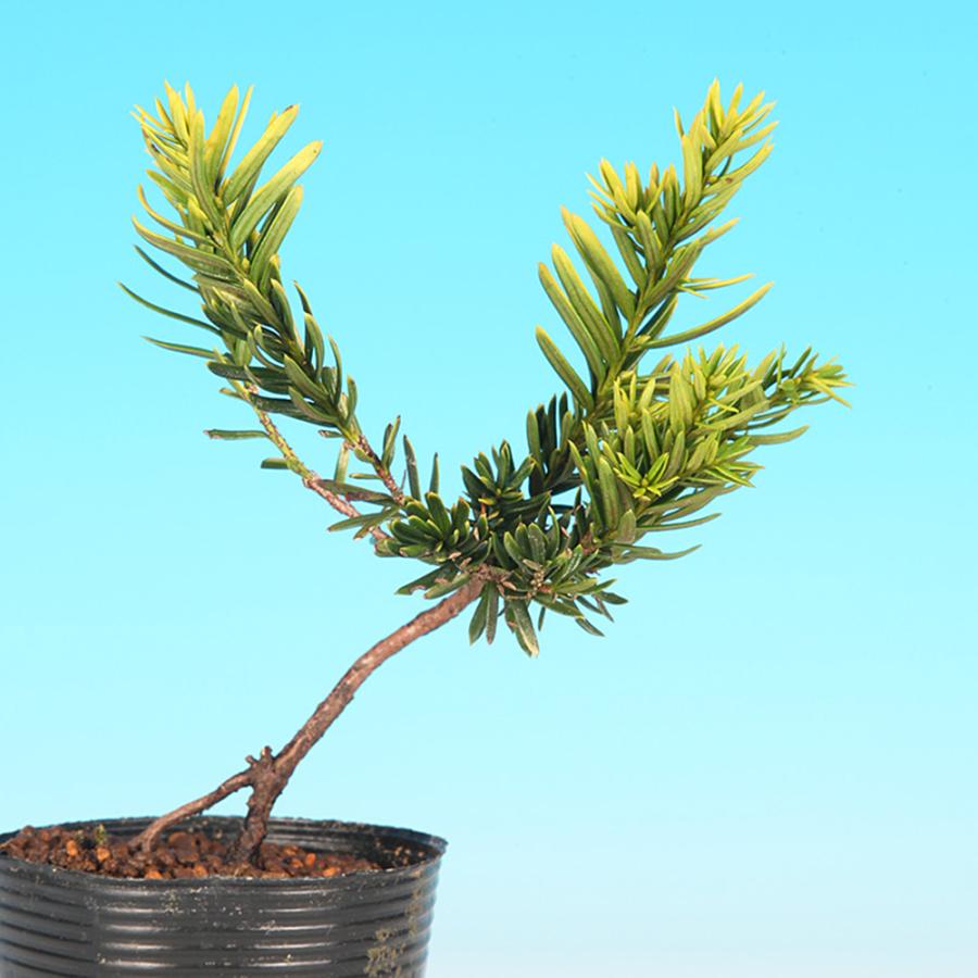 小品盆栽一位 一位 小品盆栽 イチイ優良素材 極太幹！ 現品 : 盆栽ショップ わびさび