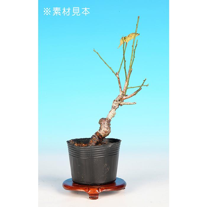 盆栽 ミニ盆栽 「甲州野梅」 ウメ 葉物 盆栽素材 盆栽苗 ポット苗（Yahoo!・盆栽彩都ヤフー店）