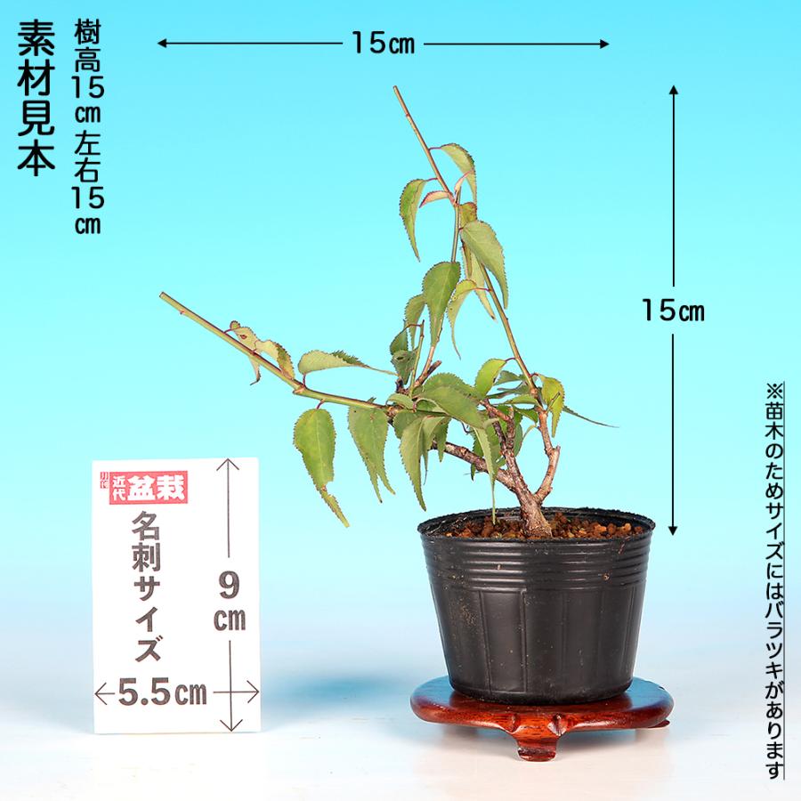 盆栽 甲州野梅 挿し木3年生 7.5cmポット 梅 ミニ盆栽 小品盆栽 盆栽