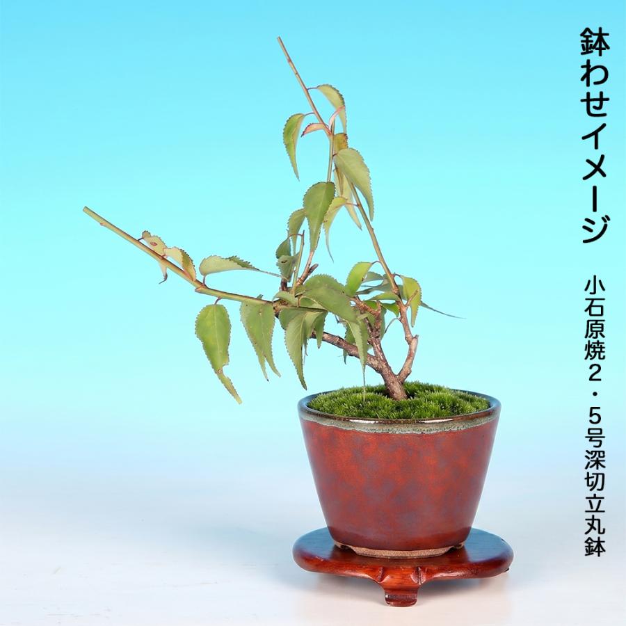 盆栽 甲州野梅 挿し木3年生 7.5cmポット 梅 ミニ盆栽 小品盆栽 盆栽