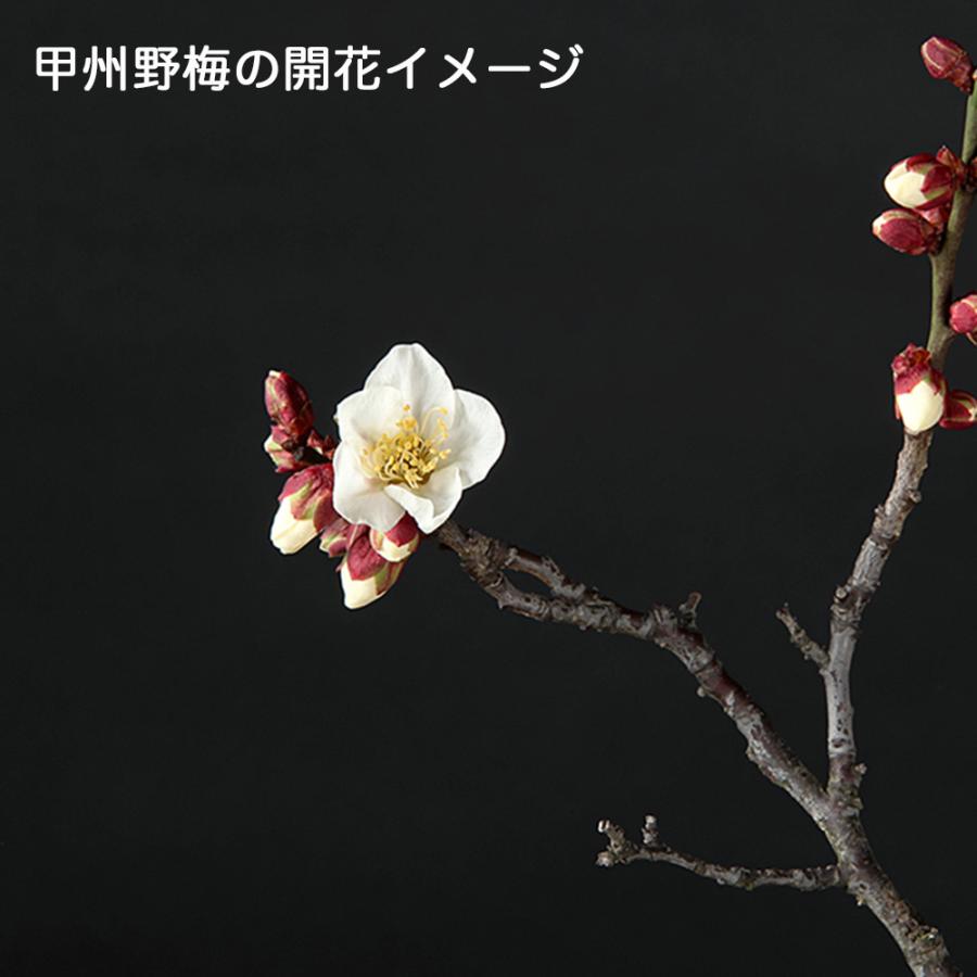 盆栽 甲州野梅 挿し木3年生 7.5cmポット 梅 ミニ盆栽 小品盆栽 盆栽
