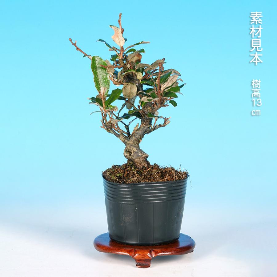 盆栽 小葉寒ぐみ グミ 茱萸 ナワシログミ 小品盆栽 ミニ盆栽 実物 雑木