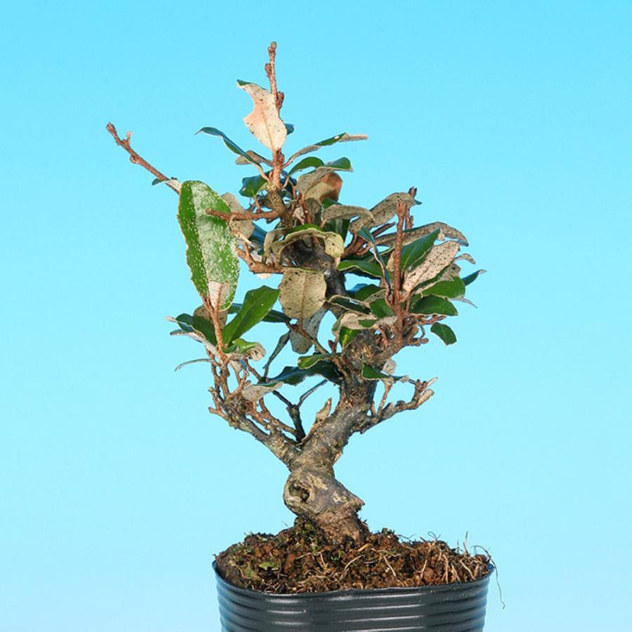 盆栽 小葉寒ぐみ グミ 茱萸 ナワシログミ 小品盆栽 ミニ盆栽 実物 雑木