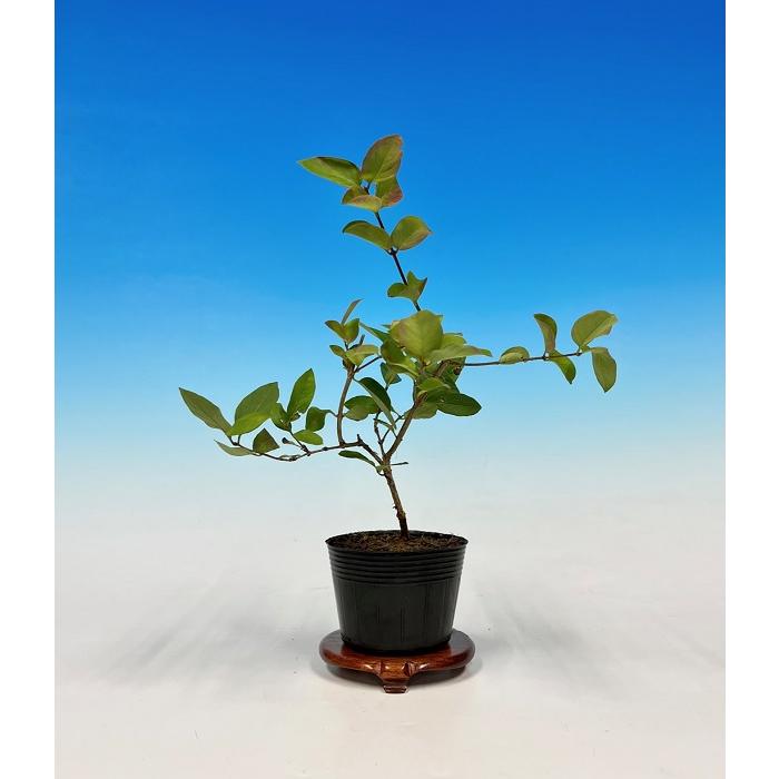 盆栽 ミニ盆栽 「うぐいすかぐら」 ウグイスカグラ 鶯神楽 小品盆栽