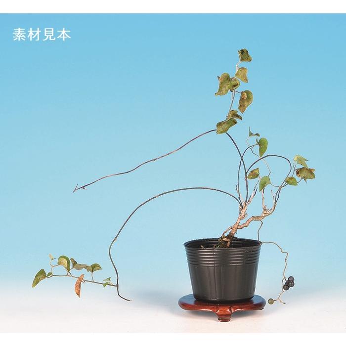 青シダレ 盆栽 水盤付き 青シダレ 盆栽 水盤付き