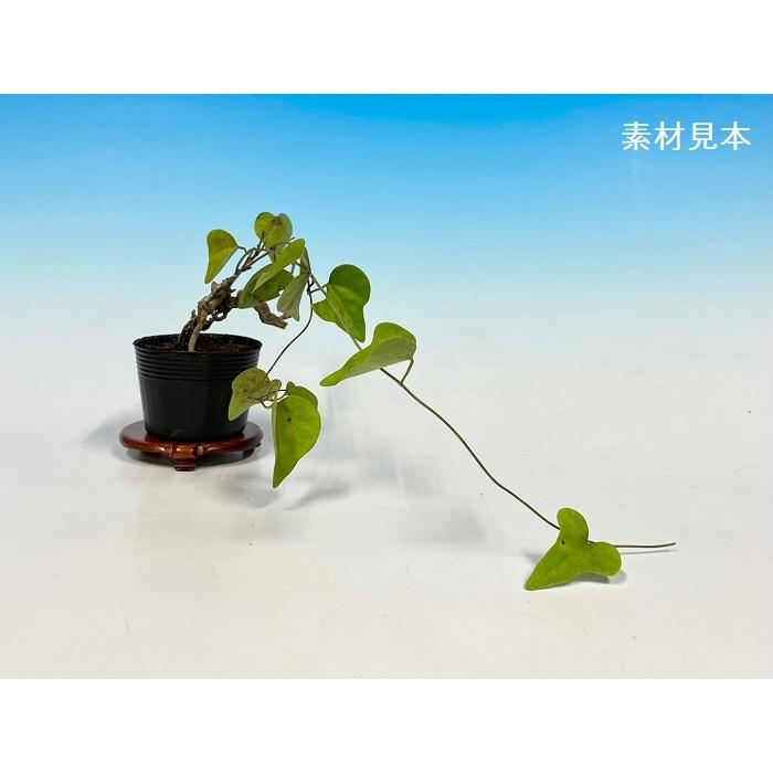 盆栽 ミニ盆栽 「青つづらふじ」 アオツヅラフジ 青葛藤 カミエビ 黒葛