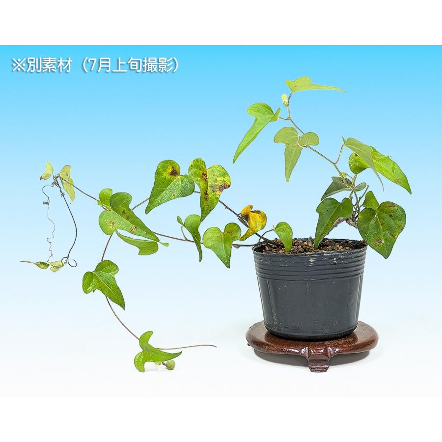 青つづらふじ懸崖小品盆栽です。実付き　黒松、赤松、五葉松盆栽 青つづらふじ懸崖小品盆栽です。実付き 黒松、赤松、五葉松盆栽