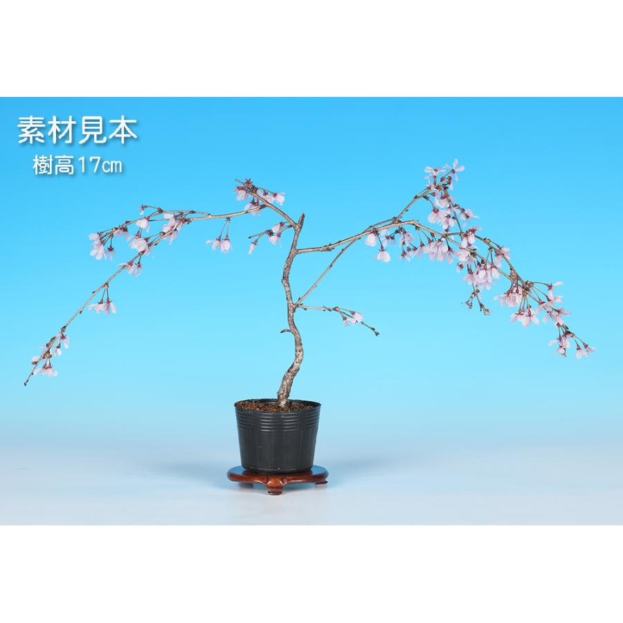盆栽 富士桜 埴生乙女しだれ 枝垂れ 新品種 希少 サクラ さくら 桜