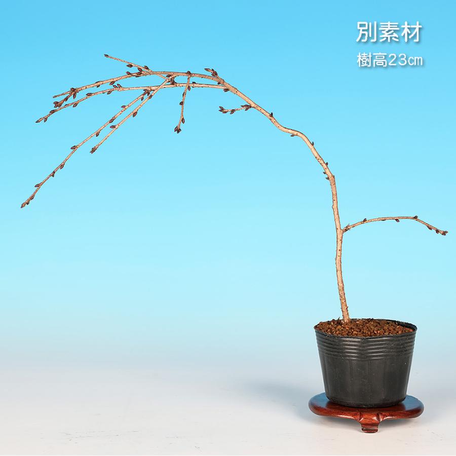盆栽 富士桜 埴生乙女しだれ 枝垂れ 新品種 希少 サクラ さくら 桜