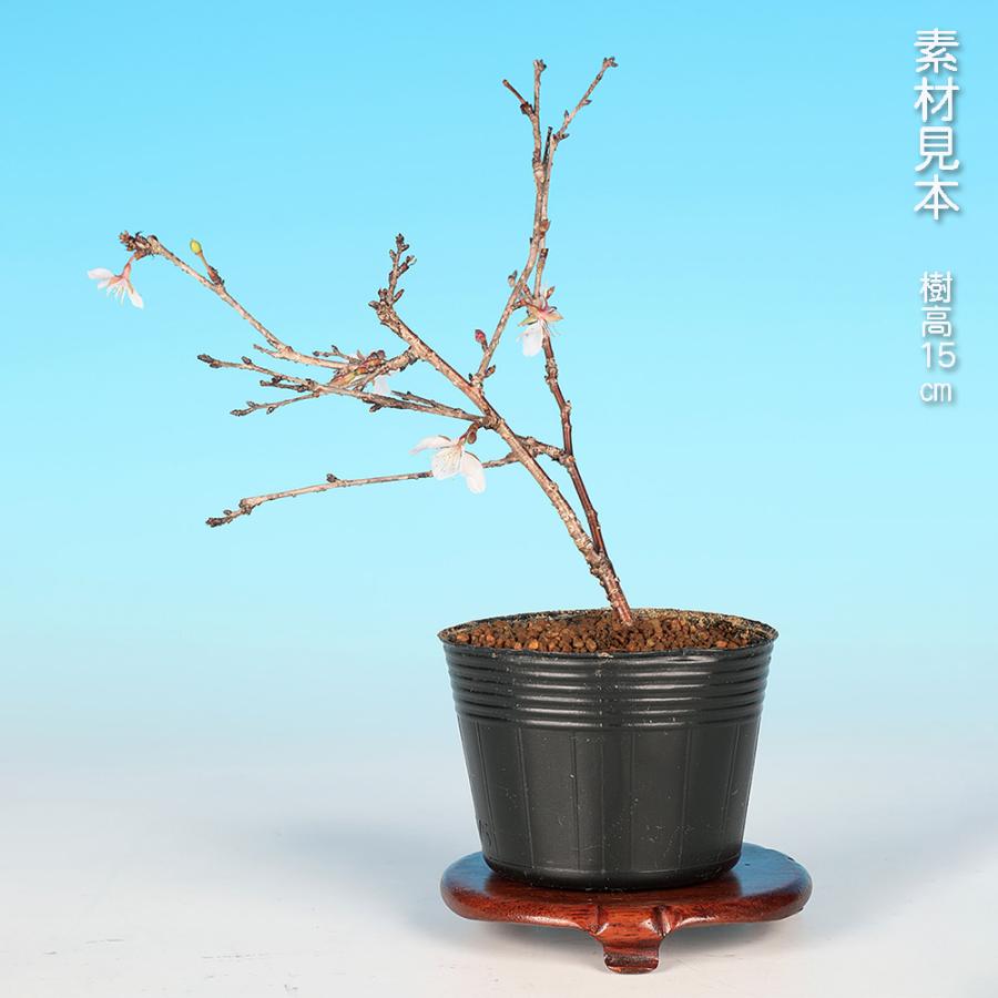 盆栽 富士桜 四季咲 サクラ さくら 桜 フジザクラ マメザクラ